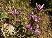 86 Genzianella germanica (Gentianella germanica)